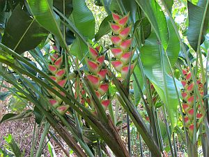 pink heliconia